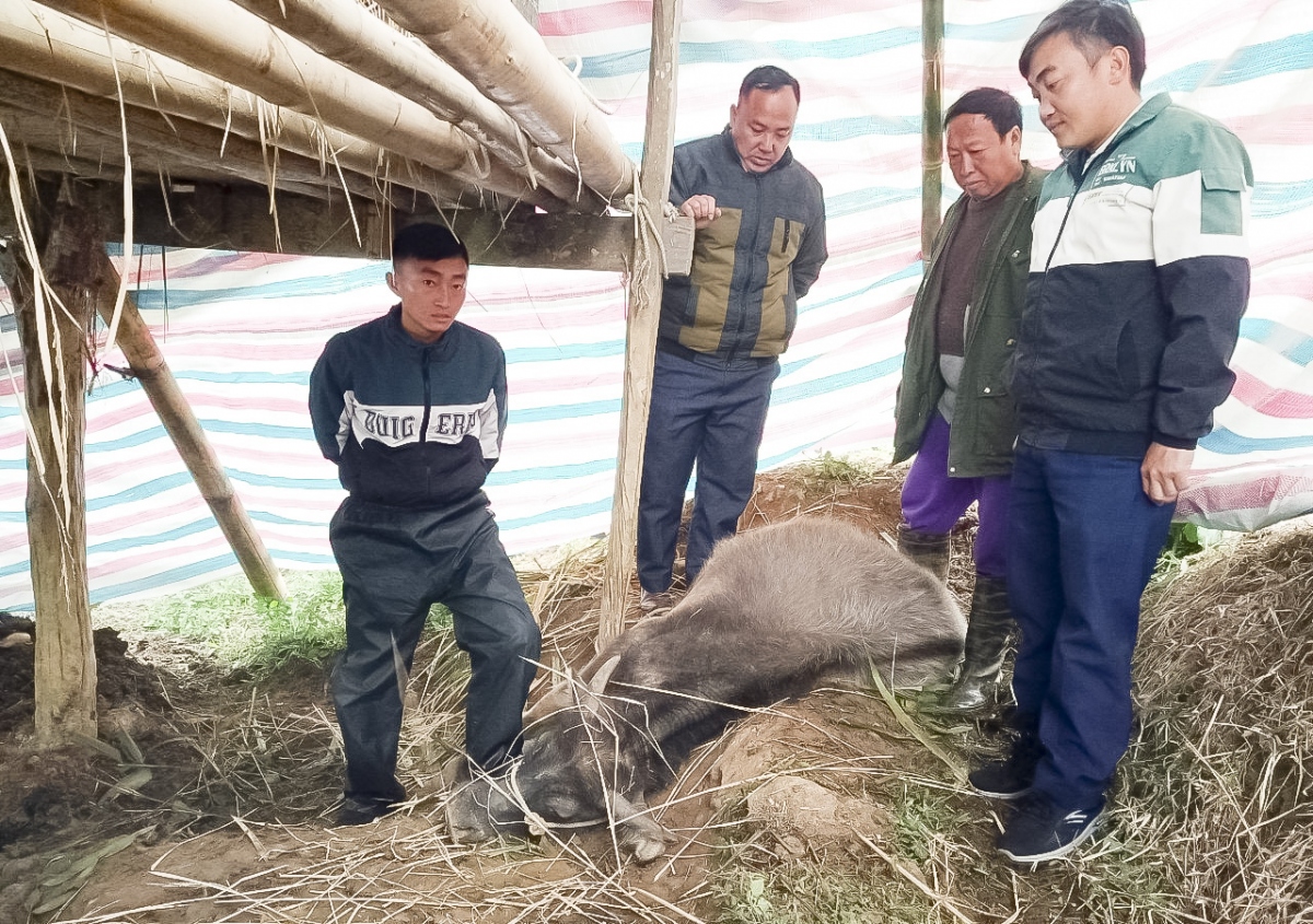 Điện Biên: Rét đậm, rét hại làm chết 23 con trâu, bò